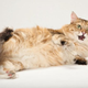 Illustration for article titled Cats: Theyre Bad